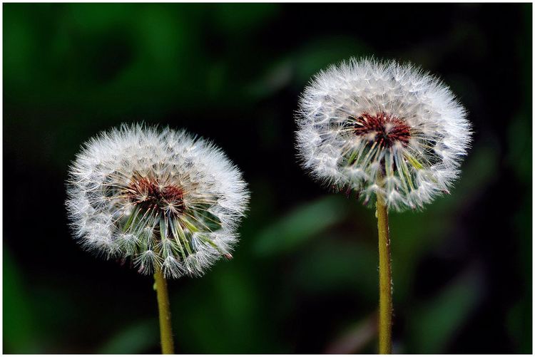 代表独特的花语的花是什么,什么花的花语是惊艳人心的呢