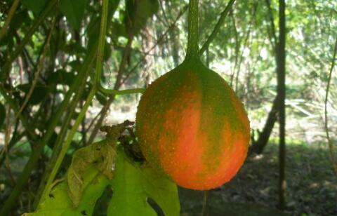 中药木鳖子多少钱一斤?有哪些功效与作用?有毒吗?