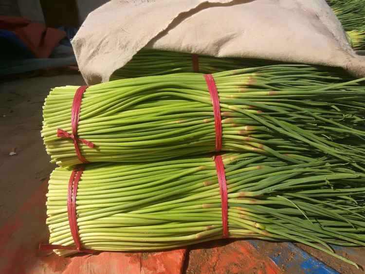 正宗腌制蒜苔不用切10斤方法,腌长蒜苔的正确方法