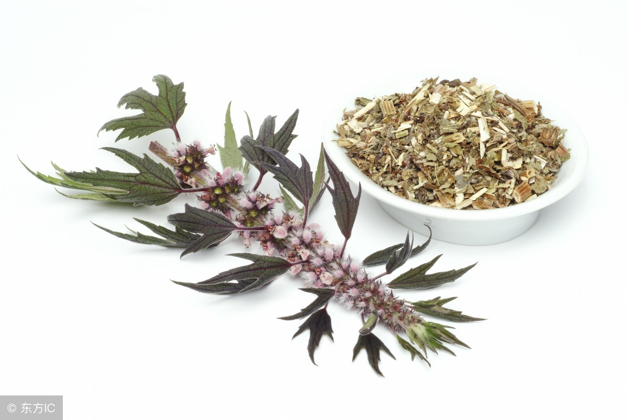 中药宝典:益母草——女人的一生之友