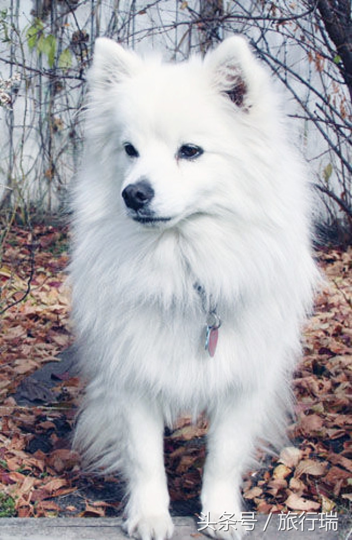 小狗视频可爱超萌金毛犬,金毛最可爱的小狗