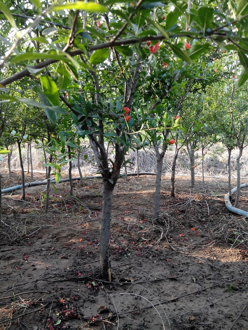 怎样能养好石榴,养盆栽石榴记住这几个技巧