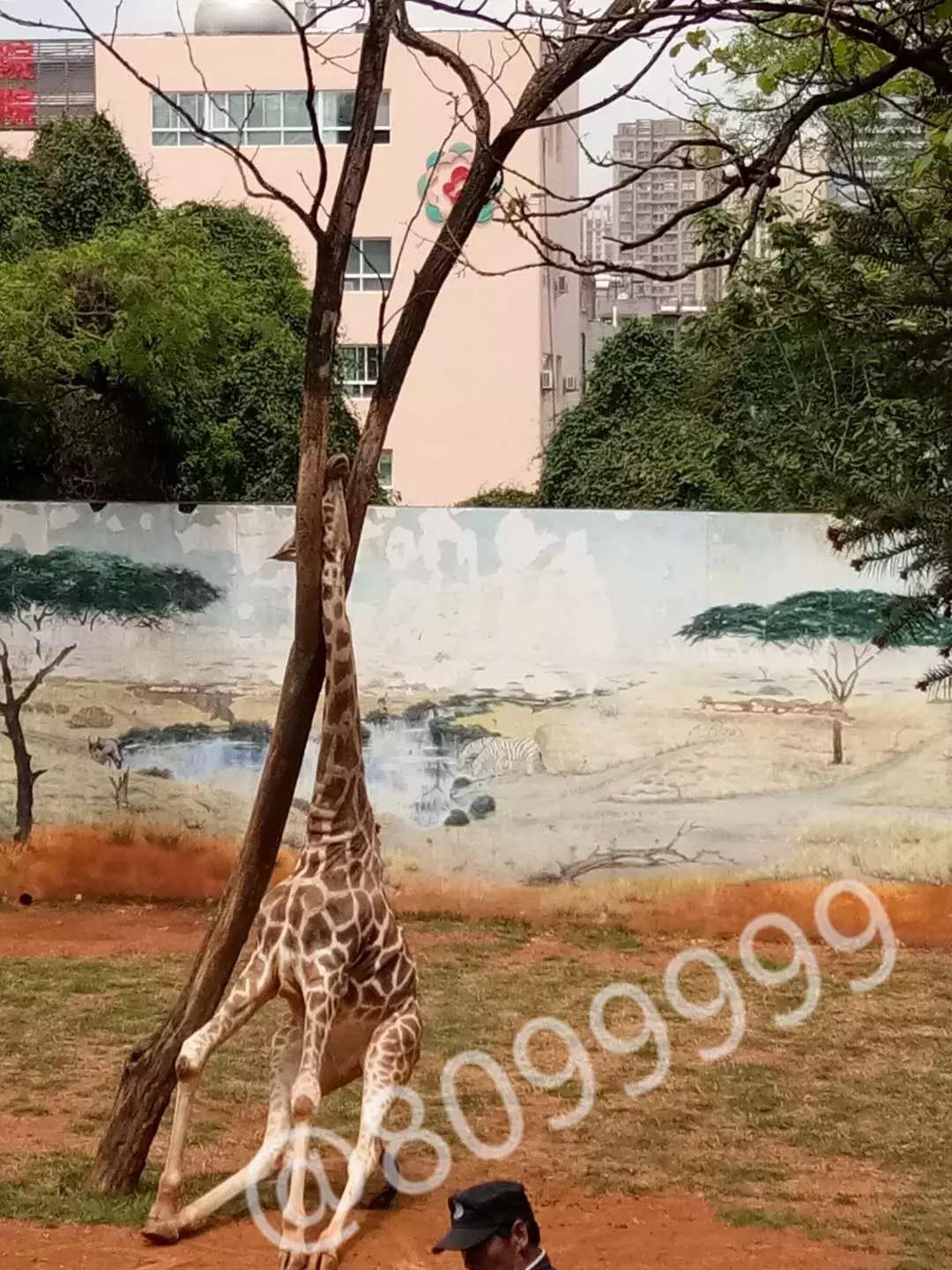 长颈鹿受伤倒地不起,长颈鹿海荣