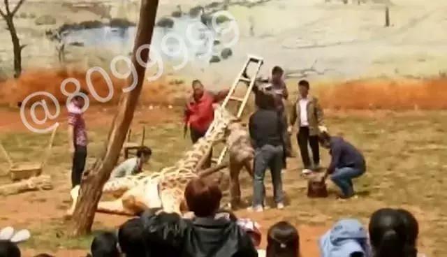 长颈鹿受伤倒地不起,长颈鹿海荣