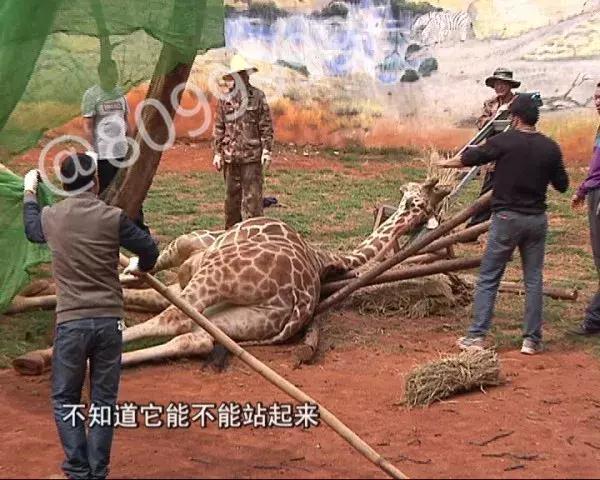 长颈鹿海荣视频,长颈鹿受伤倒地