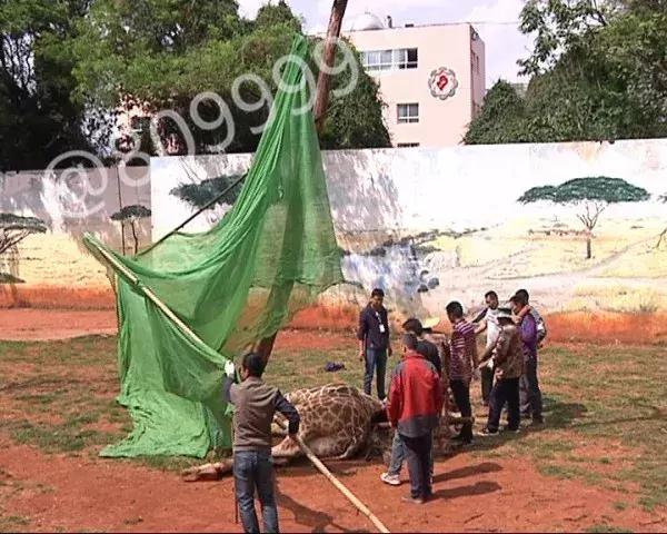 长颈鹿海荣视频,长颈鹿受伤倒地