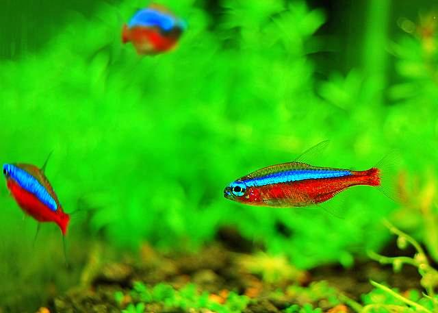 水兰水草养殖,水草养殖技巧