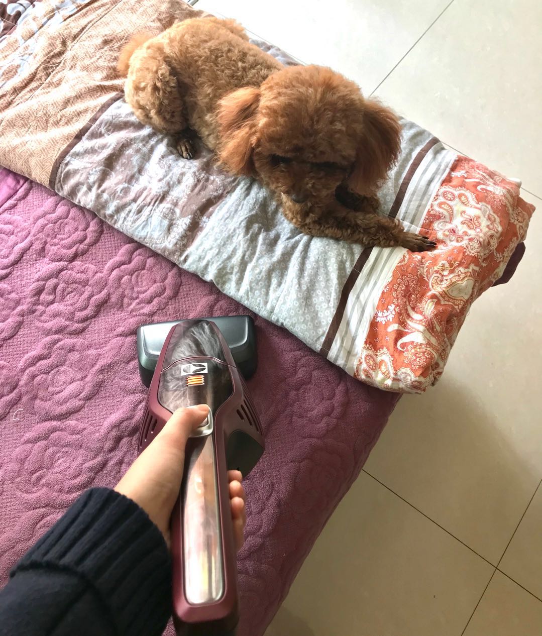 尘螨感应吸尘器,伊莱克斯吸尘器吸力