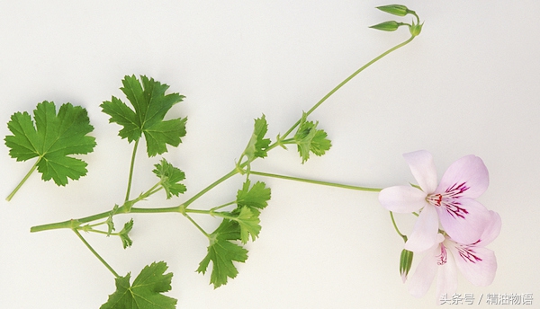 天竺葵精油涂在哪里止痛,面部专用精油天竺葵精油