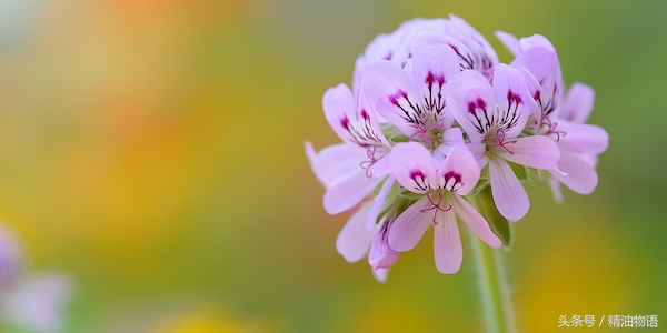 天竺葵精油涂在哪里止痛,面部专用精油天竺葵精油