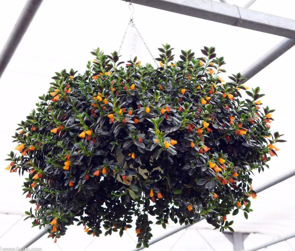 金鱼吊兰不开花什么原因,金鱼吊兰养殖方法一般多久开花