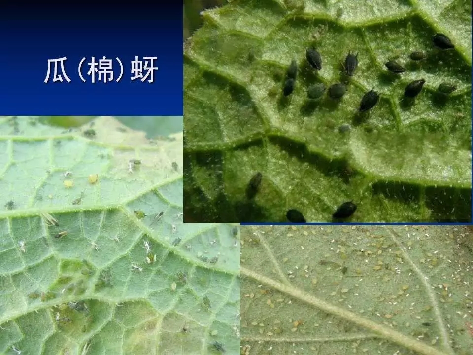 重庆室内常见害虫,储粮害虫常见图片