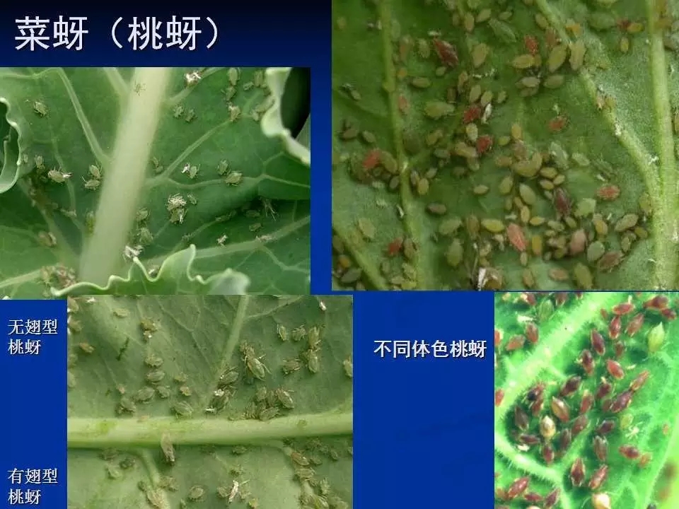 重庆室内常见害虫,储粮害虫常见图片