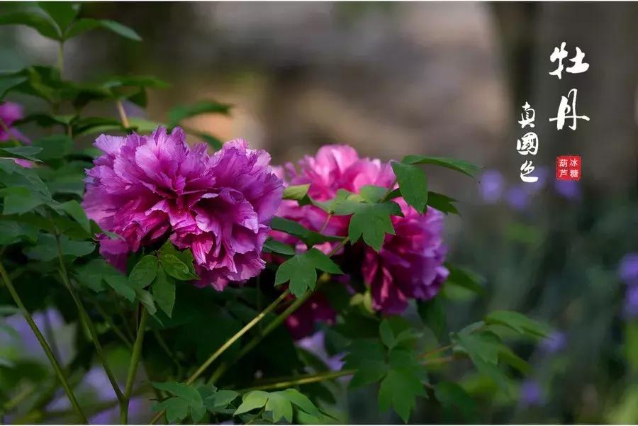 牡丹诗十首花开富贵,赏牡丹诗100首