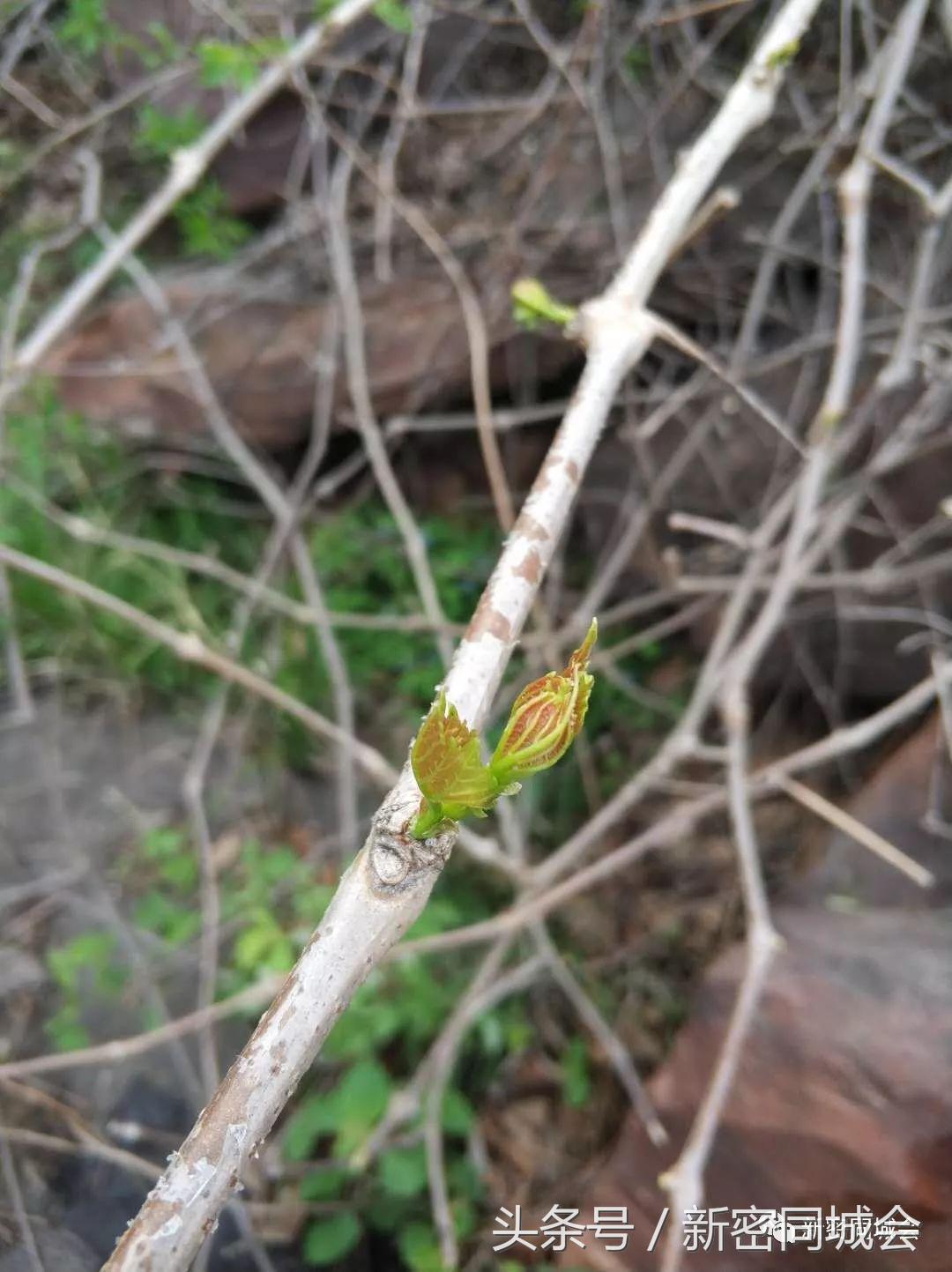 新密市九里山风景区摘槐花,新密超化九里山槐花林