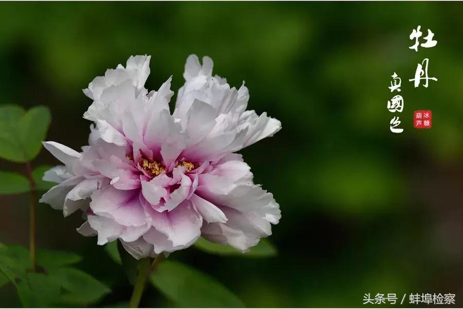 四月牡丹花开的诗词,牡丹真国色花开时节动京城的意思