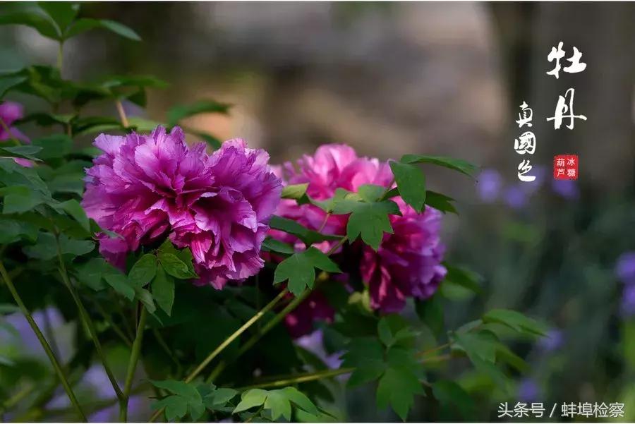 四月牡丹花开的诗词,牡丹真国色花开时节动京城的意思