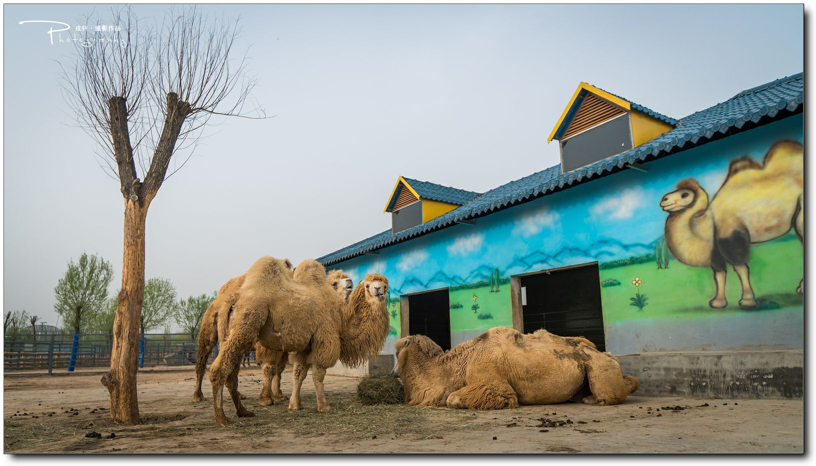 鍔ㄧ墿鍥悓瀹犳涔愬,鍔ㄧ墿鍥噹鐢熷姩鐗╃伅鍏夌