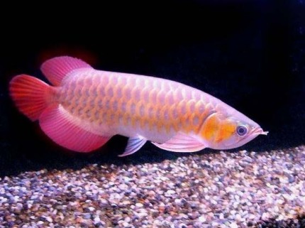 龙鱼老孙视频,龙鱼好养吗