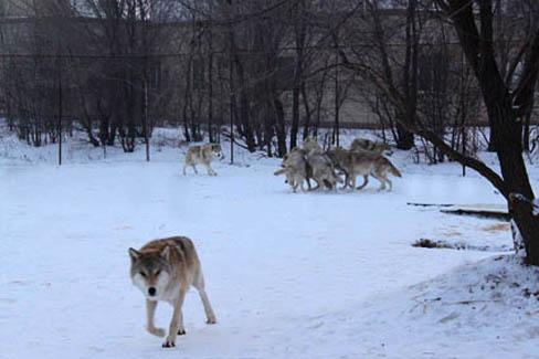 哈尔滨野狼湖，为东北最大的内陆平原湖，是野生狼栖息的天然场所