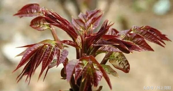 今日谷雨春天进入尾声,今日谷雨就是春天的最后一天吗