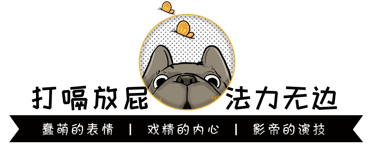比熊法斗幼犬怎么喂养,如何培养幼犬法斗去笼子里拉屎
