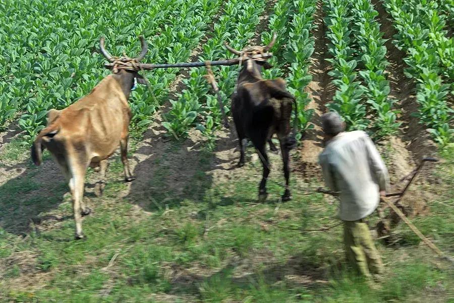 古巴的雪茄烟叶为什么这么特别,古巴雪茄烟种植