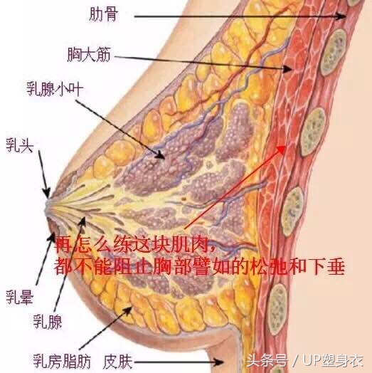 预防产后胸部下垂,胸部下垂怎么办只需四招快速解决