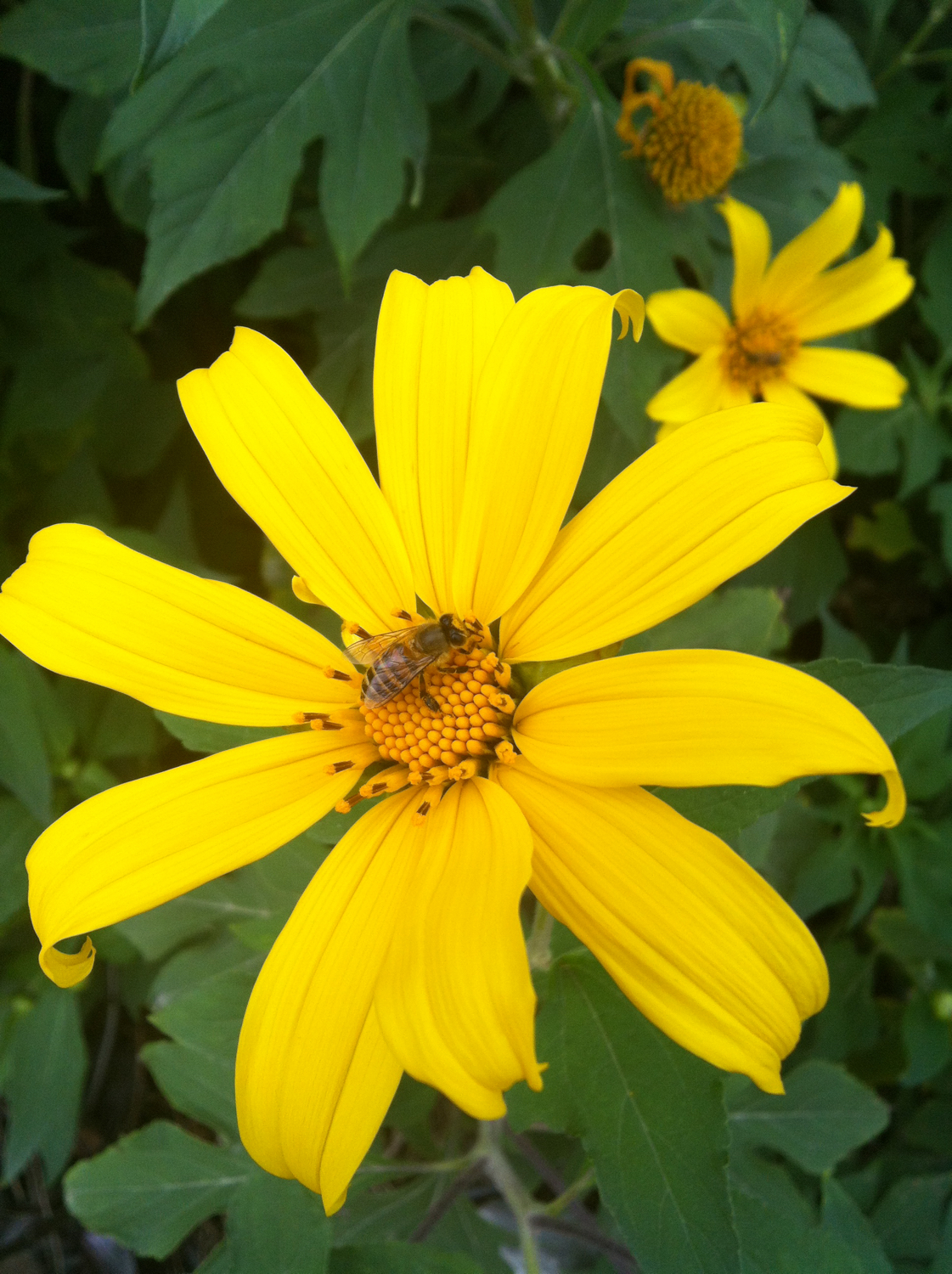 独门秘技巢虫防治新技术,独门秘技全集视频