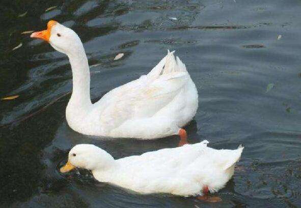 哪种鹅的品种最好产蛋多,鹅什么品种产蛋最多好