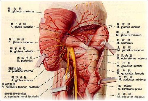 不是屁股疼就是后背疼,屁股疼痛是坐骨神经痛怎么治疗