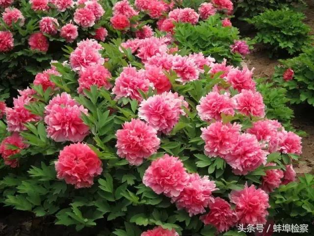 四月的洛阳牡丹盛开的地方,四月洛阳花开满城是花海