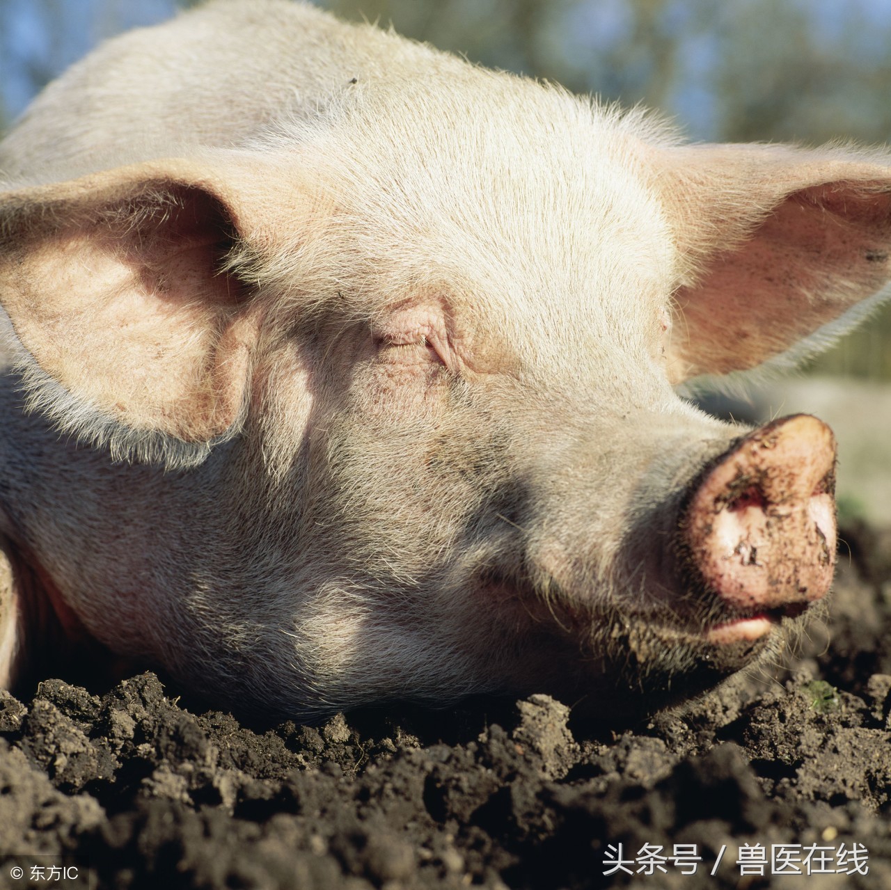 母猪不食,一般跑不掉这几个原因!
