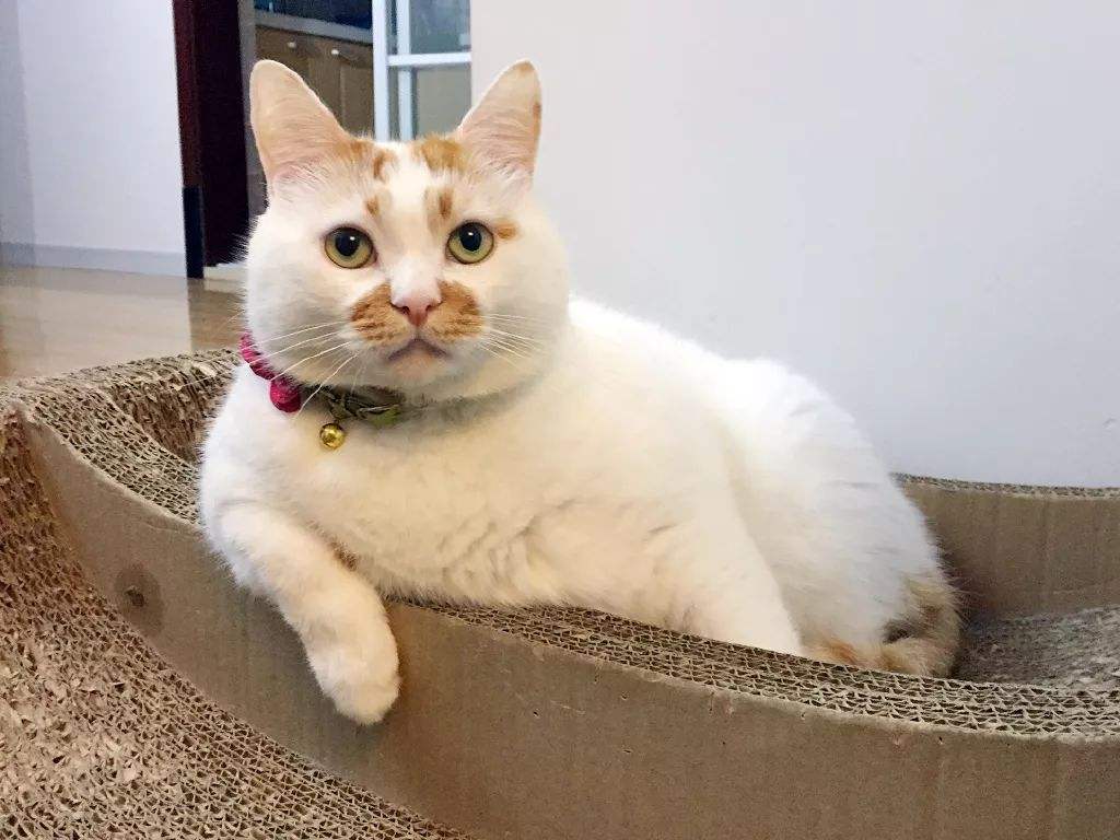 猫咪怕陌生人怎么训练,猫咪怕生人怎么安抚