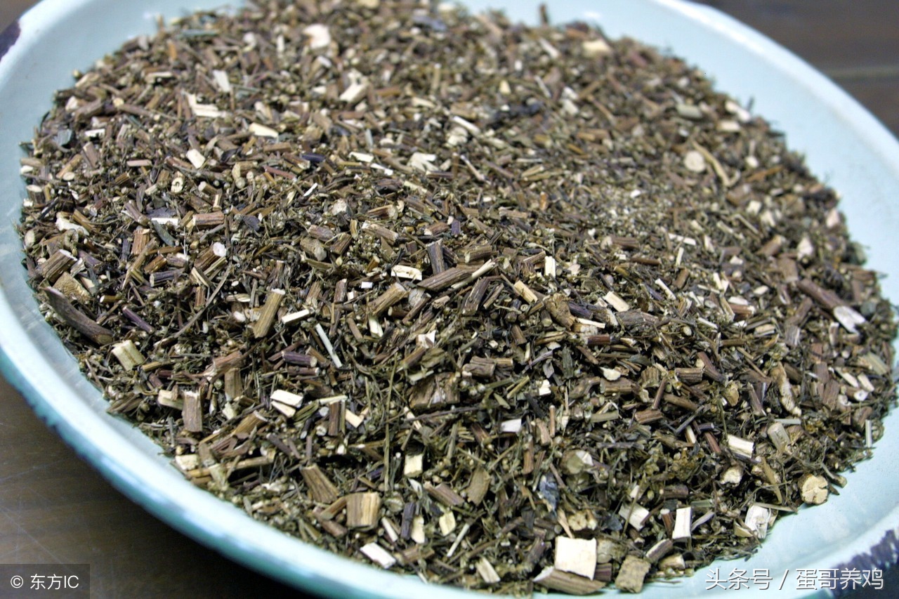 养鸡秘诀：老兽医总结夏季鱼腥草的三个巧用方，养鸡人收藏一下吧