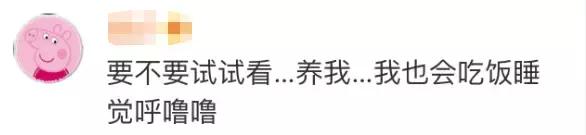 民生｜“小猪佩奇”出事了！大学生寝室养猪被通报，学校：快送走！