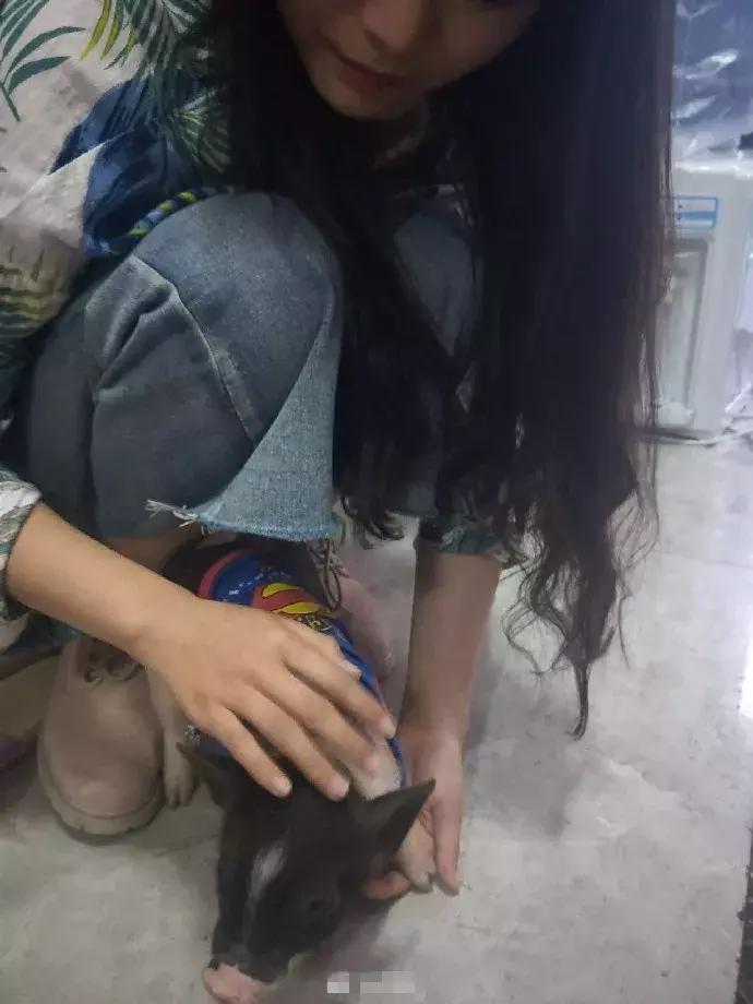 民生｜“小猪佩奇”出事了！大学生寝室养猪被通报，学校：快送走！