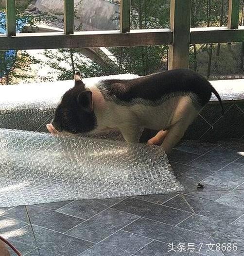 女大学生寝室养猪：确认过眼神，没想到遇上检查的人！