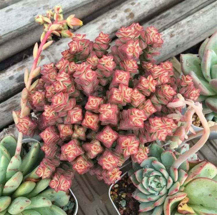 多肉居然能有这么顽强的生存,多肉可以养成什么样的小萌物