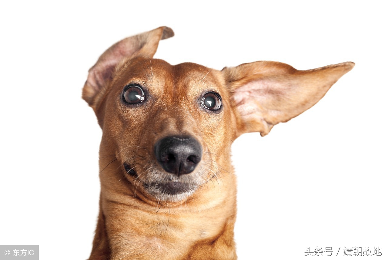 猫山王榴莲用微波炉加热几分钟,听说榴莲放微波炉加热味道会更香