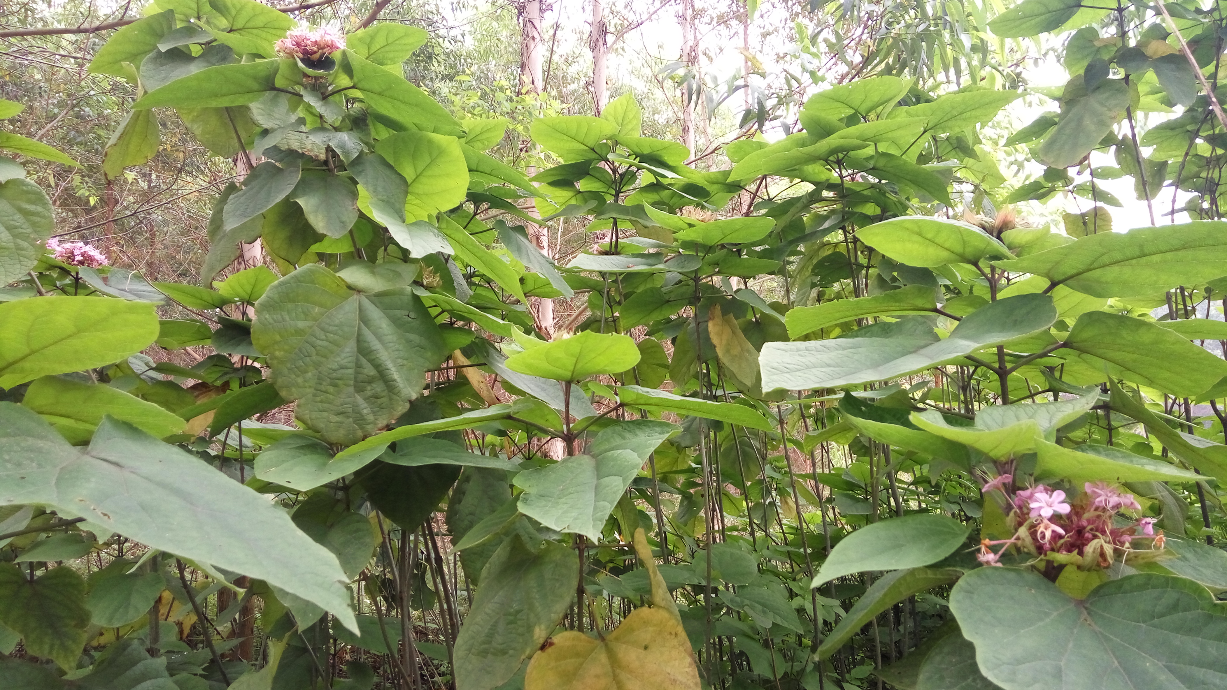 农村风火牙痛的草药,对风火牙痛有效的中草药
