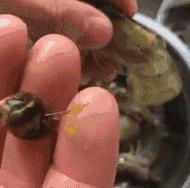 吃虾线的正确方法,吃虾处理虾第一步应该怎么做