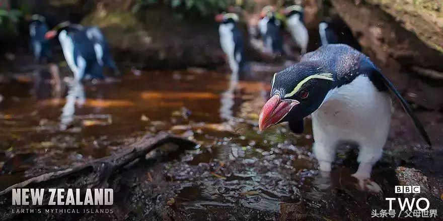 世界地球日，最适合孩子看的18部自然纪录片，趁周末，带娃看起来