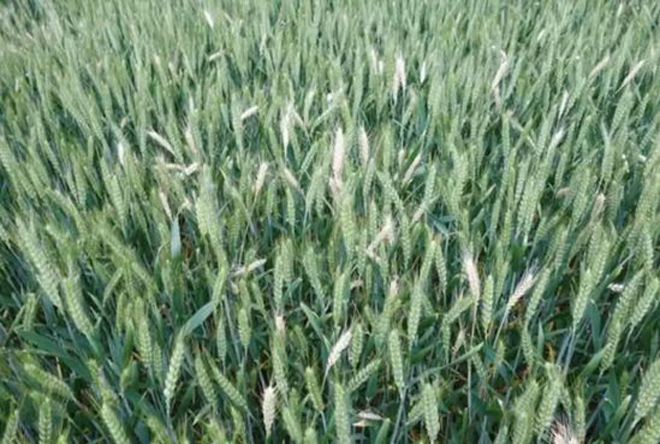 小麦出现“白穗”是哪些原因导致的?用什么药剂能防治?