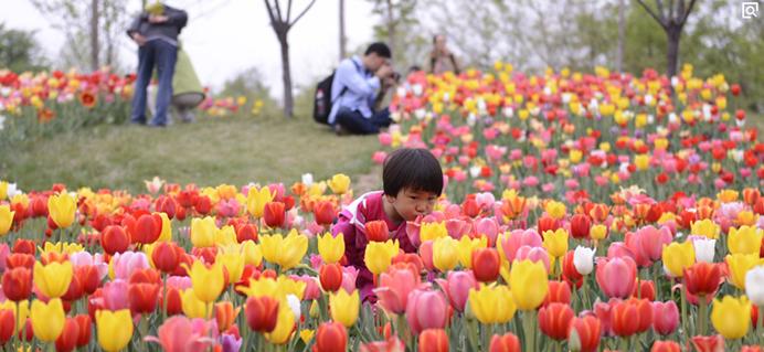 北京国际鲜花港五一开门吗,北京国际鲜花港老年人门票价格
