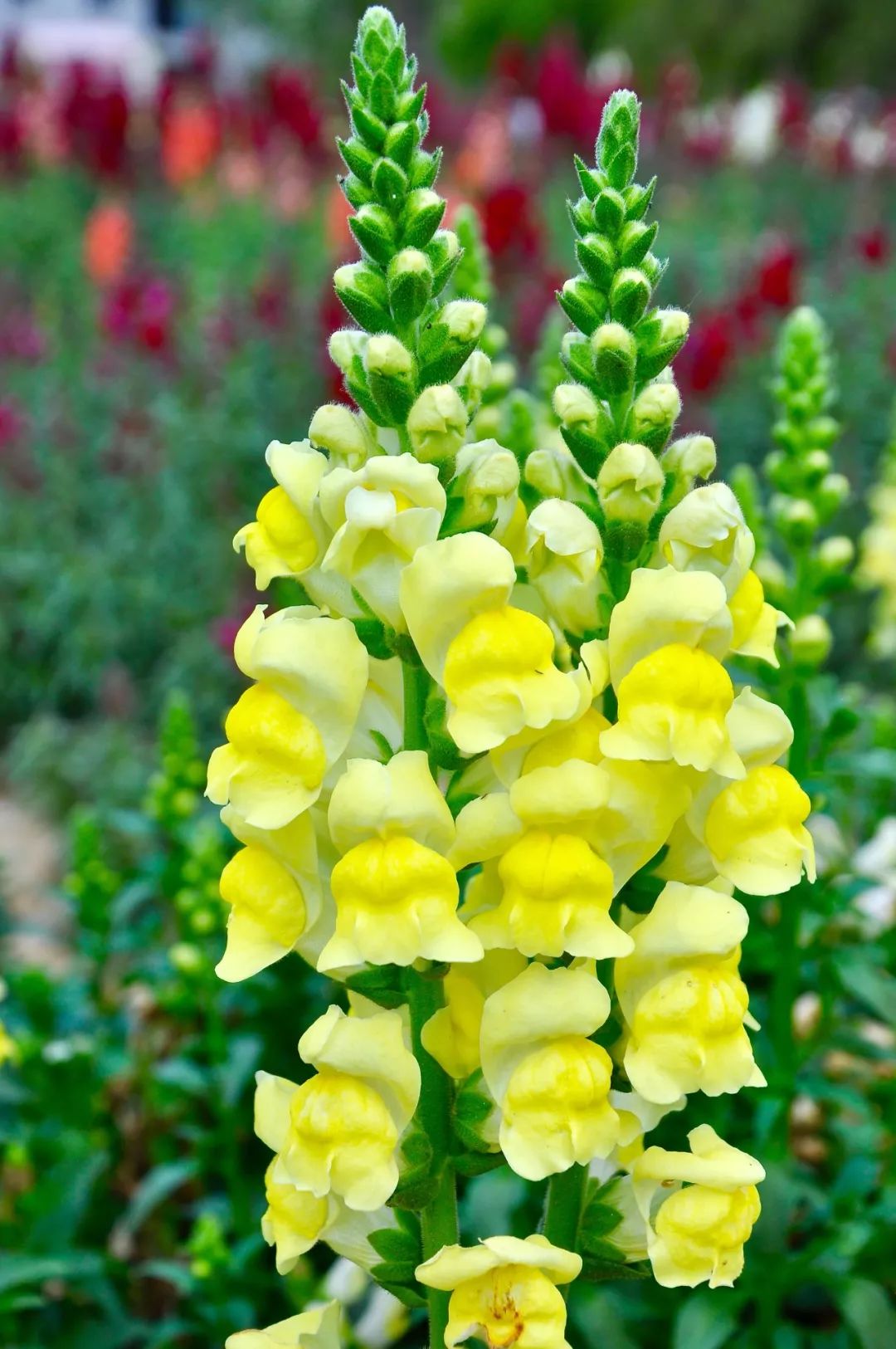 黄冈旅游一日游 (武汉黄冈景区有哪些景点)