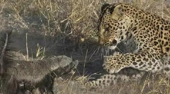 平头哥最大的克星是什么动物,平头哥有多能打架