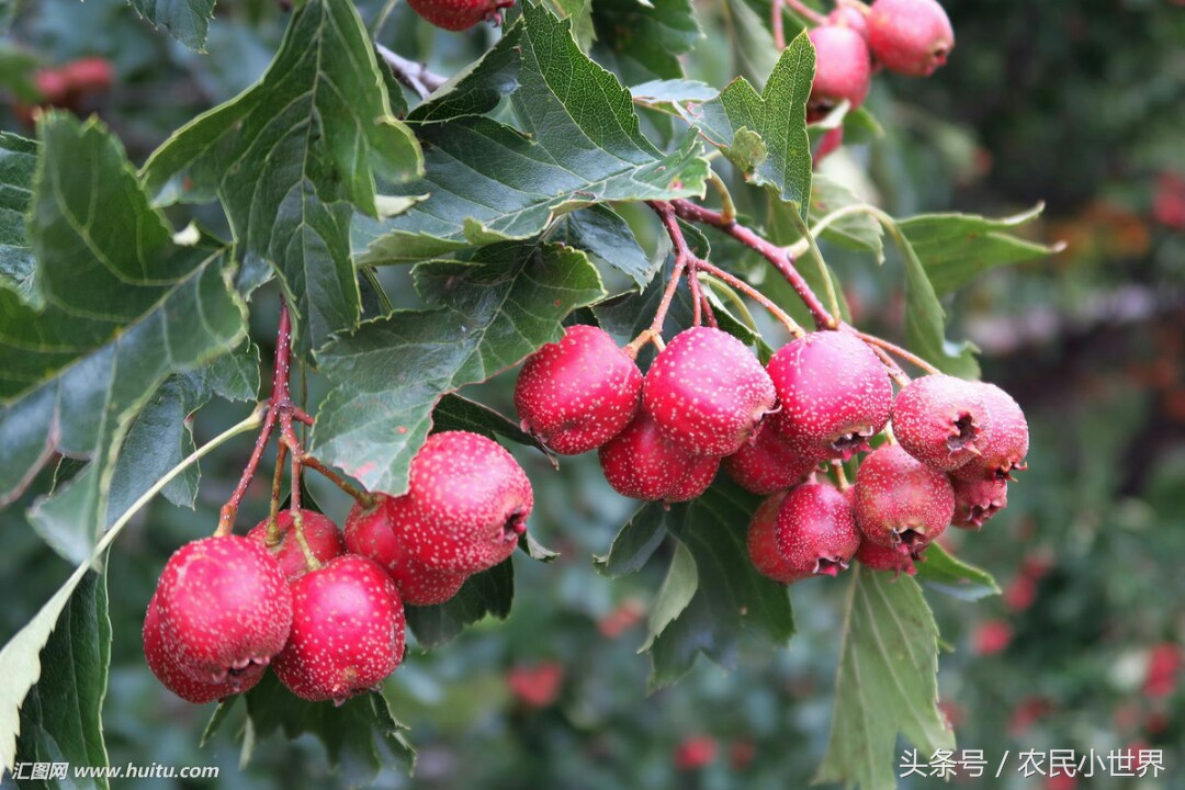 农村这五种野果个个常见，好吃又营养有的上百元一斤，你吃过吗？