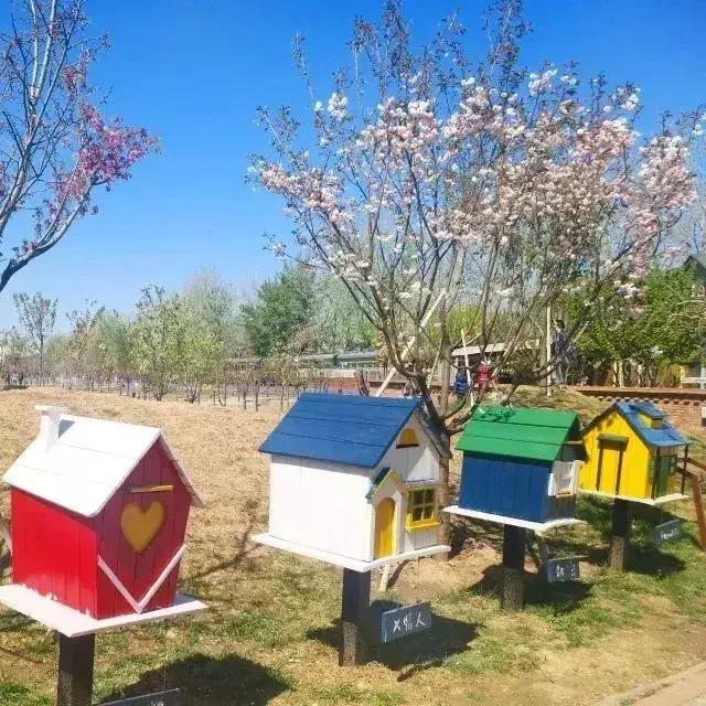 四月飘雪缘是樱，蓝调庄园晚樱盛景正当时！