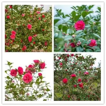 罗田有什么花,常见的野生观赏花有哪些